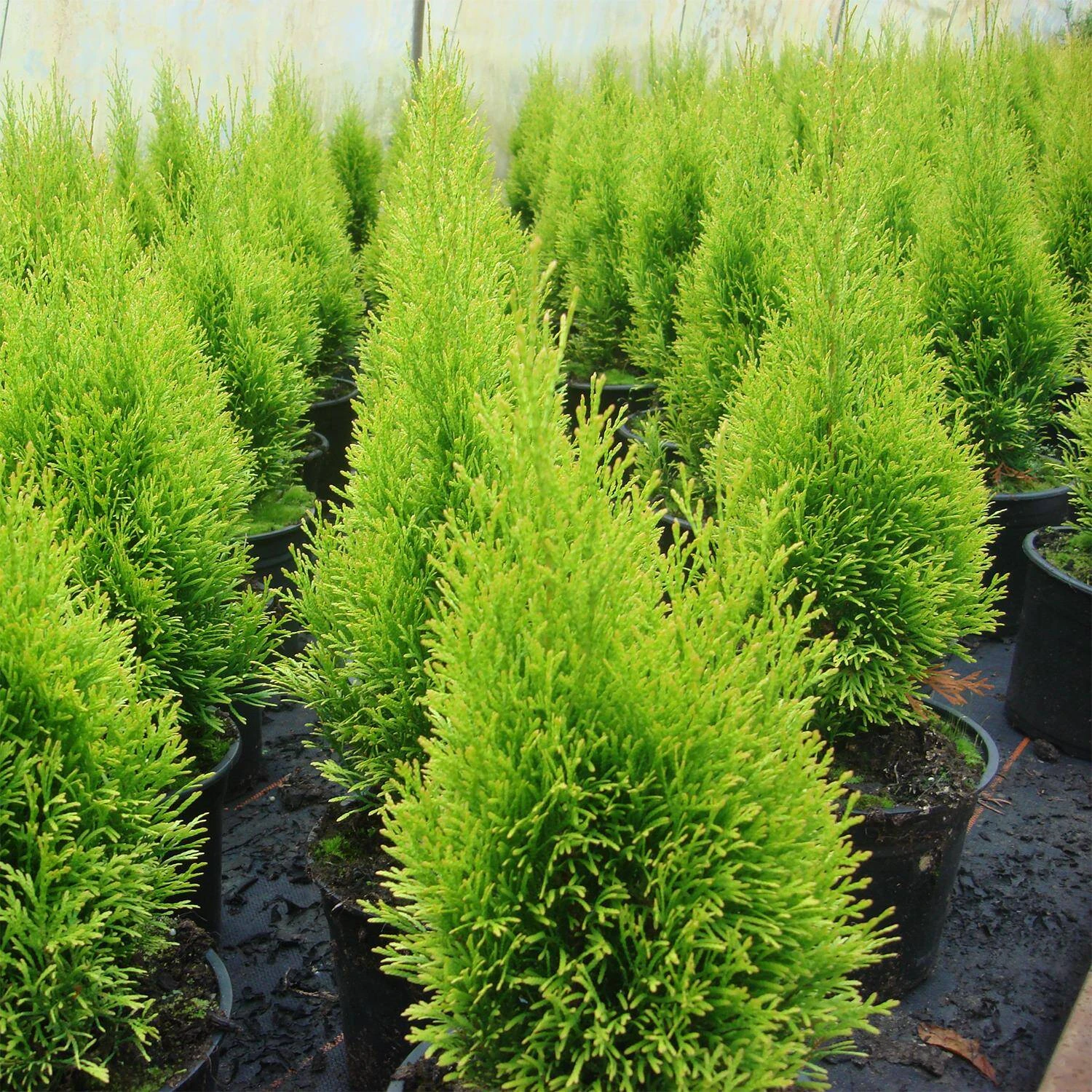 Thuja Occidentalis 'Golden Smaragd®' 3 Thuja Occidentalis 'Golden Smaragd®' – Bild 3