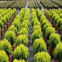 Thuja Orientalis 'Aurea Nana' -Seeds and Fertilizers Geschäft thuja orientalis aurea nana3