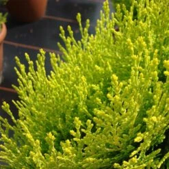 Thuja Orientalis 'Aurea Nana' -Seeds and Fertilizers Geschäft thuja orientalis aurea nana4