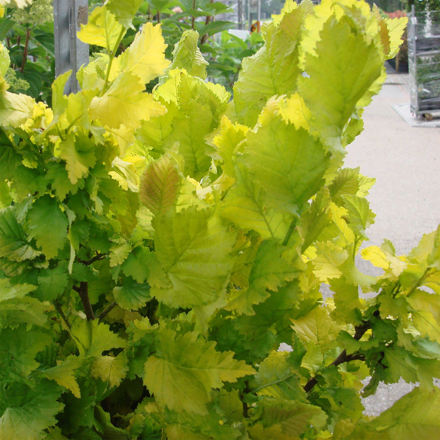 Ulmus Carpinifolia 'Wredei' 2 Ulmus Carpinifolia 'Wredei' – Bild 2