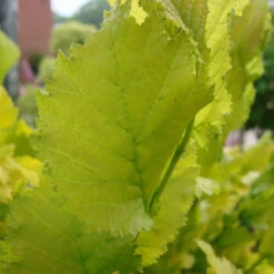 Ulmus Carpinifolia 'Wredei' 5 Ulmus Carpinifolia 'Wredei' -Seeds and Fertilizers Geschäft ulmus carpinifolia wredei3