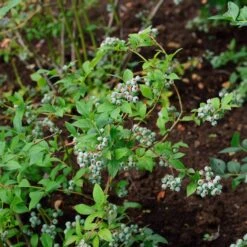 Vaccinium Corymbosum 'Bluecrop'