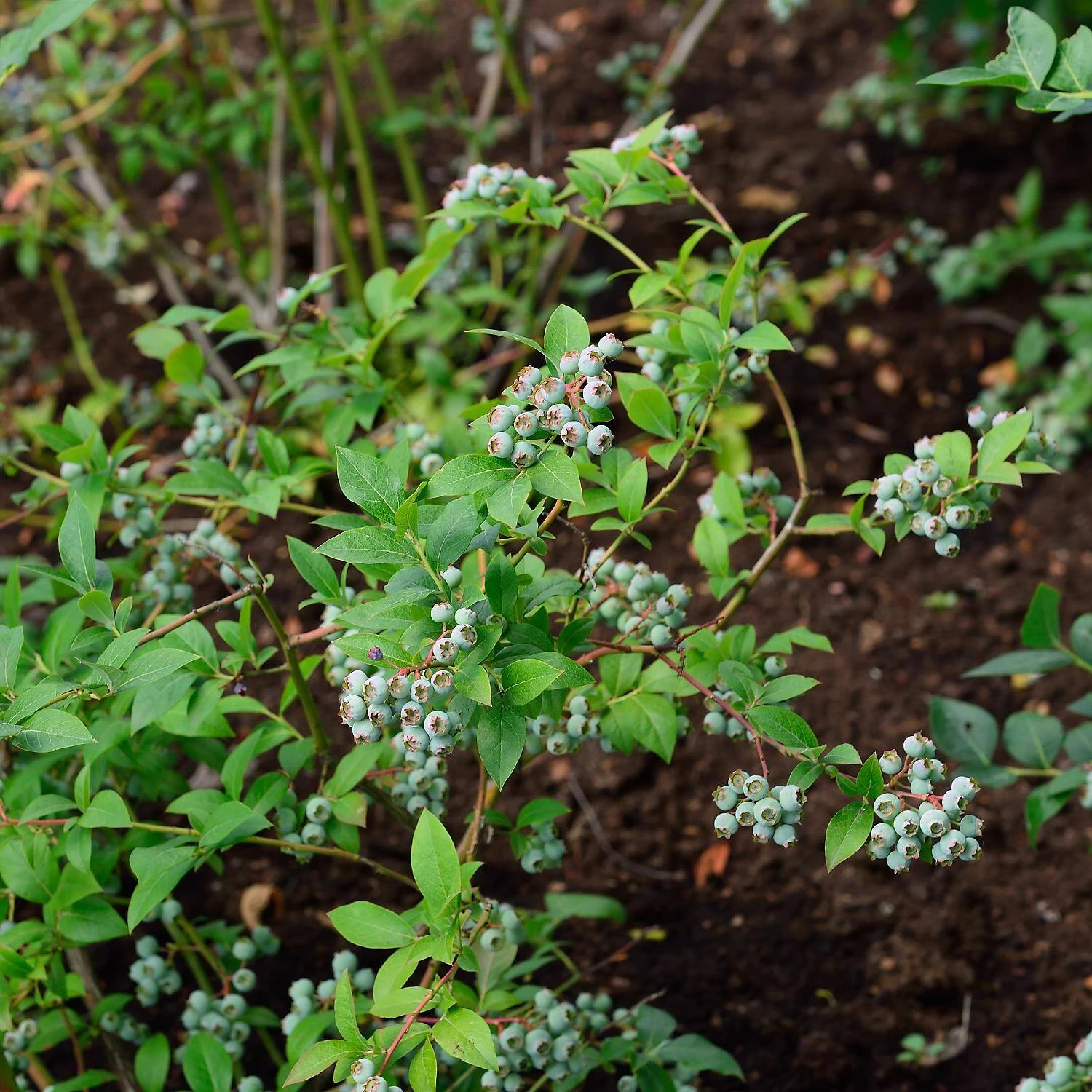 Vaccinium Corymbosum 'Bluecrop' 1 Vaccinium Corymbosum 'Bluecrop'