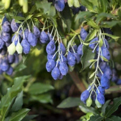 Vaccinium Corymbosum 'Lucky Berry' ® -Seeds and Fertilizers Geschäft vaccinium corymbosum lucky berry3