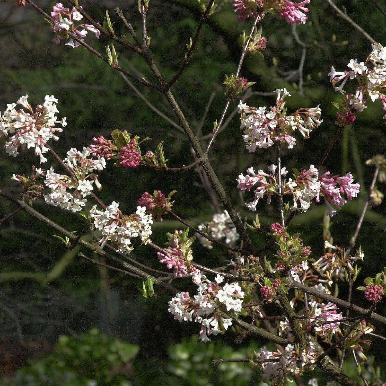 Viburnum Bodnantense 'Charles Lamont' 1 Viburnum Bodnantense 'Charles Lamont'