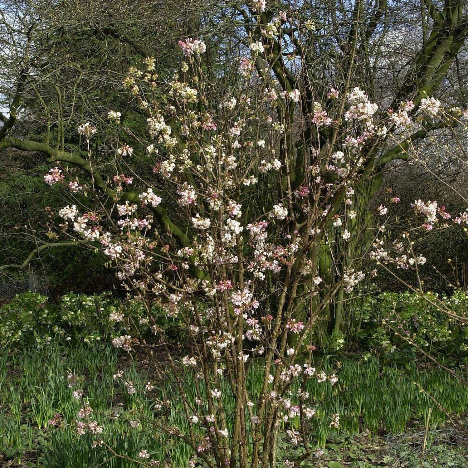 Viburnum Bodnantense 'Charles Lamont' 2 Viburnum Bodnantense 'Charles Lamont' – Bild 2