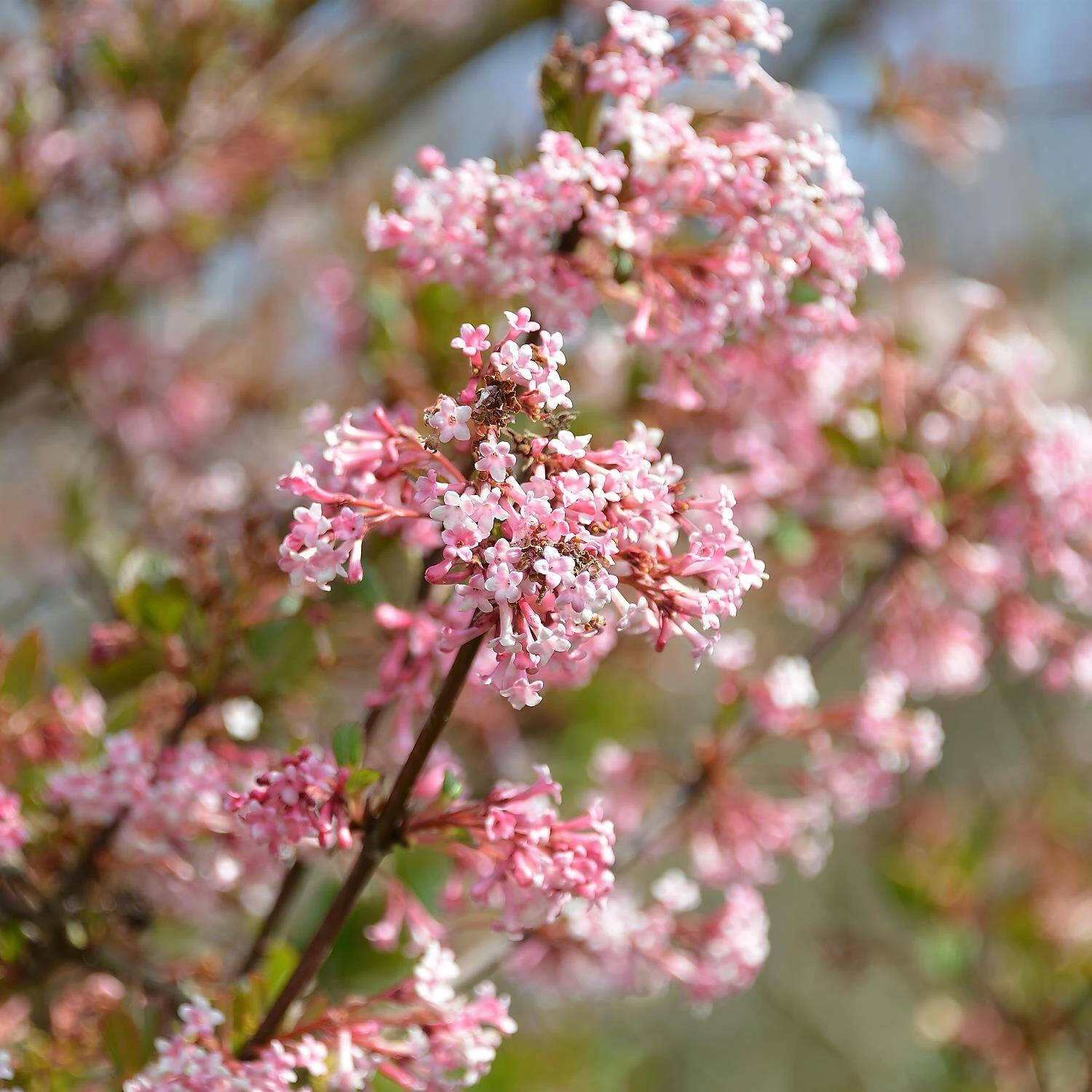 Viburnum Bodnantense 'Dawn' 1 Viburnum Bodnantense 'Dawn'