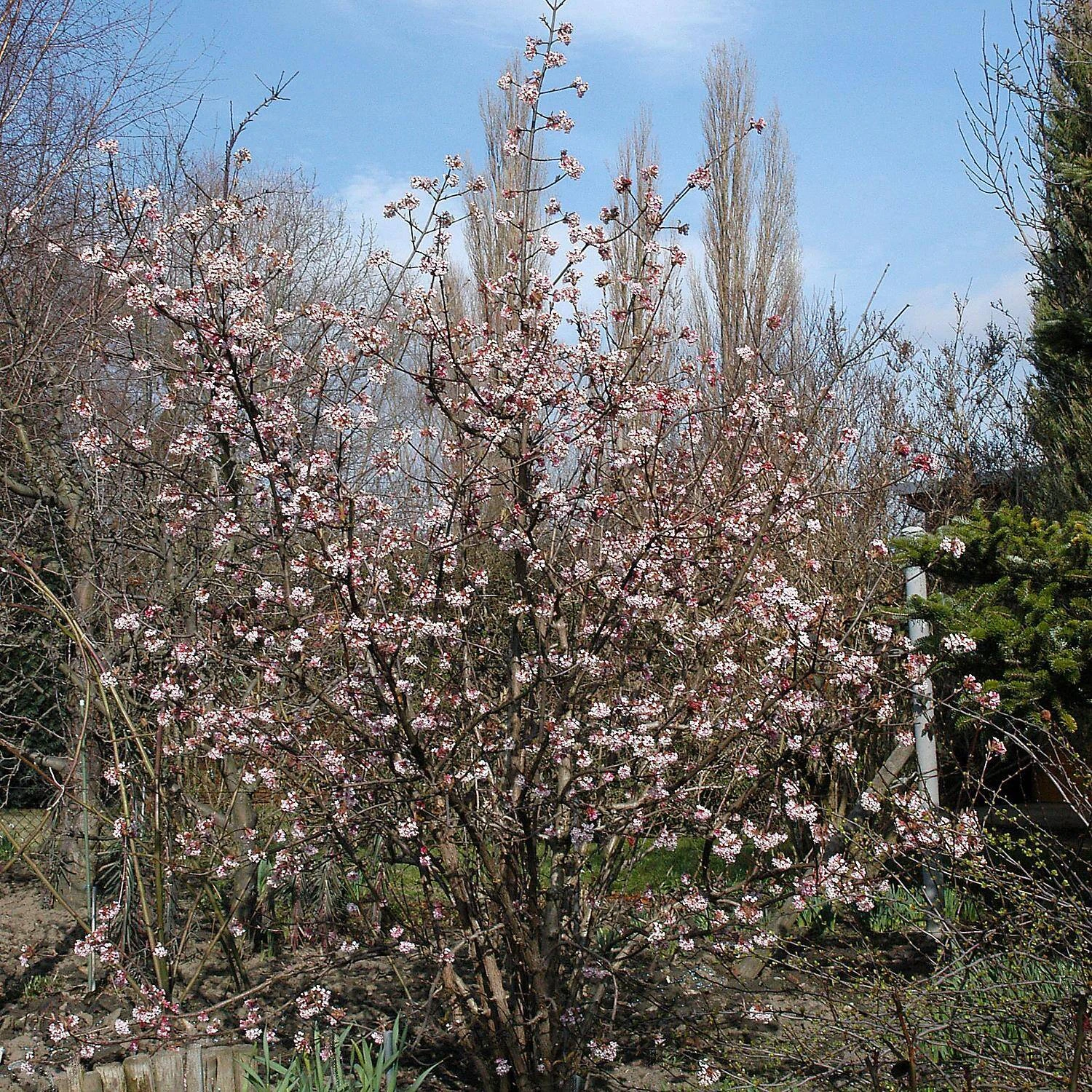 Viburnum Bodnantense 'Dawn' 2 Viburnum Bodnantense 'Dawn' – Bild 2