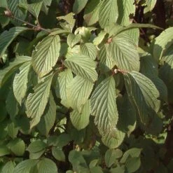 Viburnum Bodnantense 'Dawn' 5 Viburnum Bodnantense 'Dawn' -Seeds and Fertilizers Geschäft viburnum bodnantense dawn 13