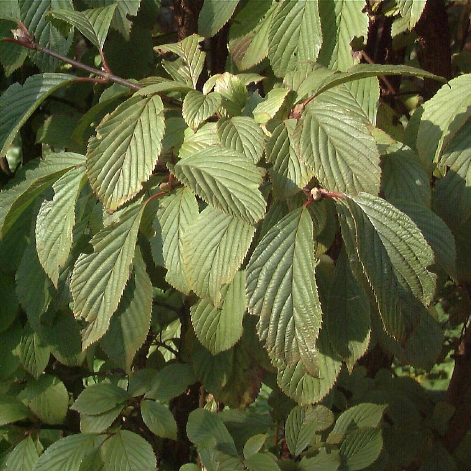 Viburnum Bodnantense 'Dawn' 3 Viburnum Bodnantense 'Dawn' – Bild 3