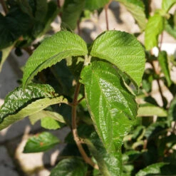 Viburnum Dilatatum 'Cardinal Candy'