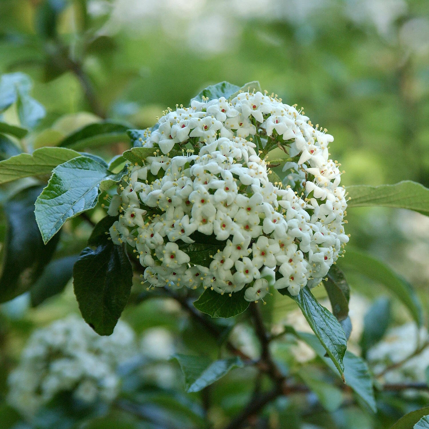 Viburnum 'Eskimo' 1 Viburnum 'Eskimo'