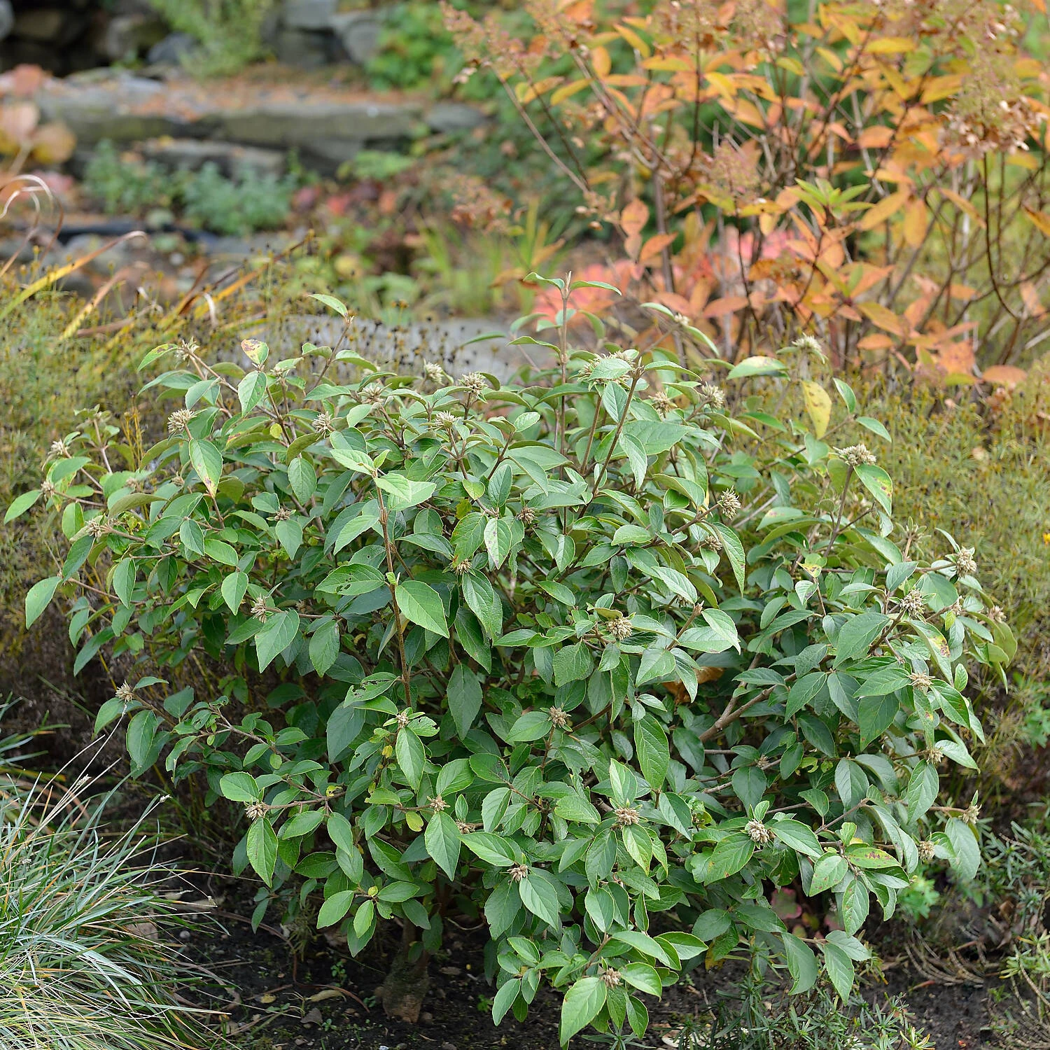 Viburnum 'Eskimo' 2 Viburnum 'Eskimo' – Bild 2