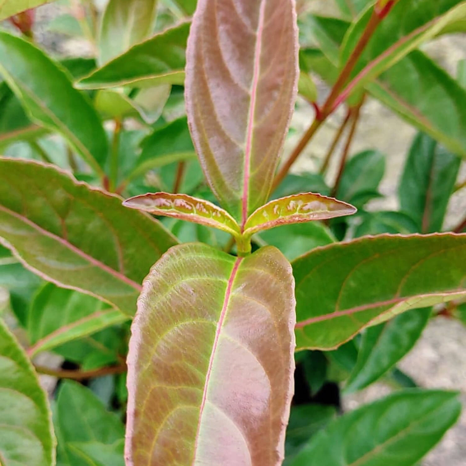 Viburnum Hillieri 'Le Bois Marquis' 1 Viburnum Hillieri 'Le Bois Marquis'