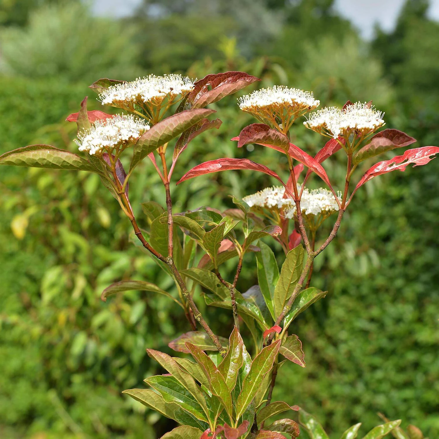 Viburnum Nudum 'Pink Beauty' 1 Viburnum Nudum 'Pink Beauty'