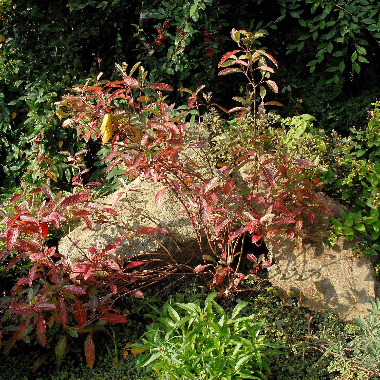 Viburnum Nudum 'Pink Beauty' 2 Viburnum Nudum 'Pink Beauty' – Bild 2