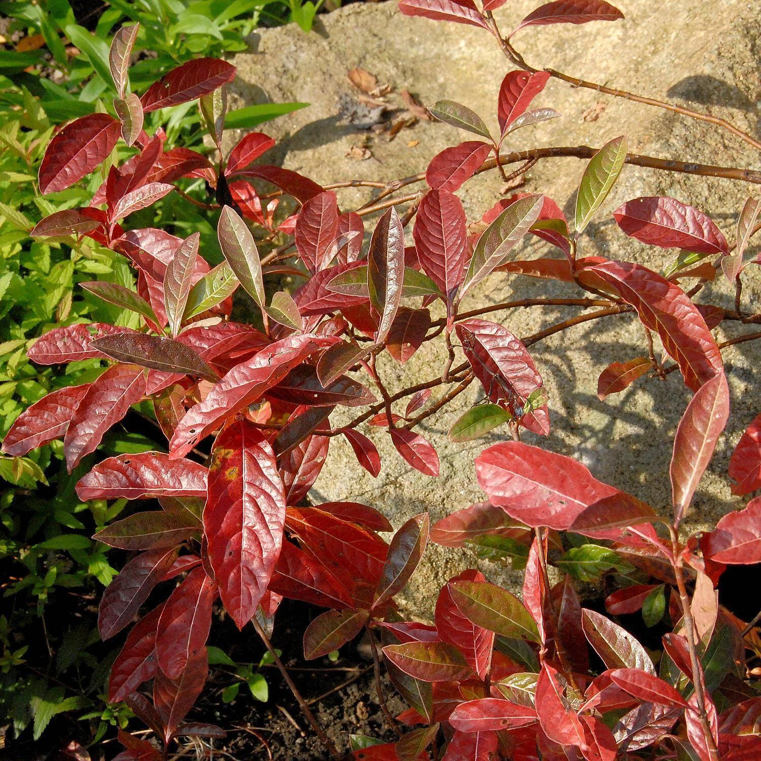 Viburnum Nudum 'Pink Beauty' 3 Viburnum Nudum 'Pink Beauty' – Bild 3