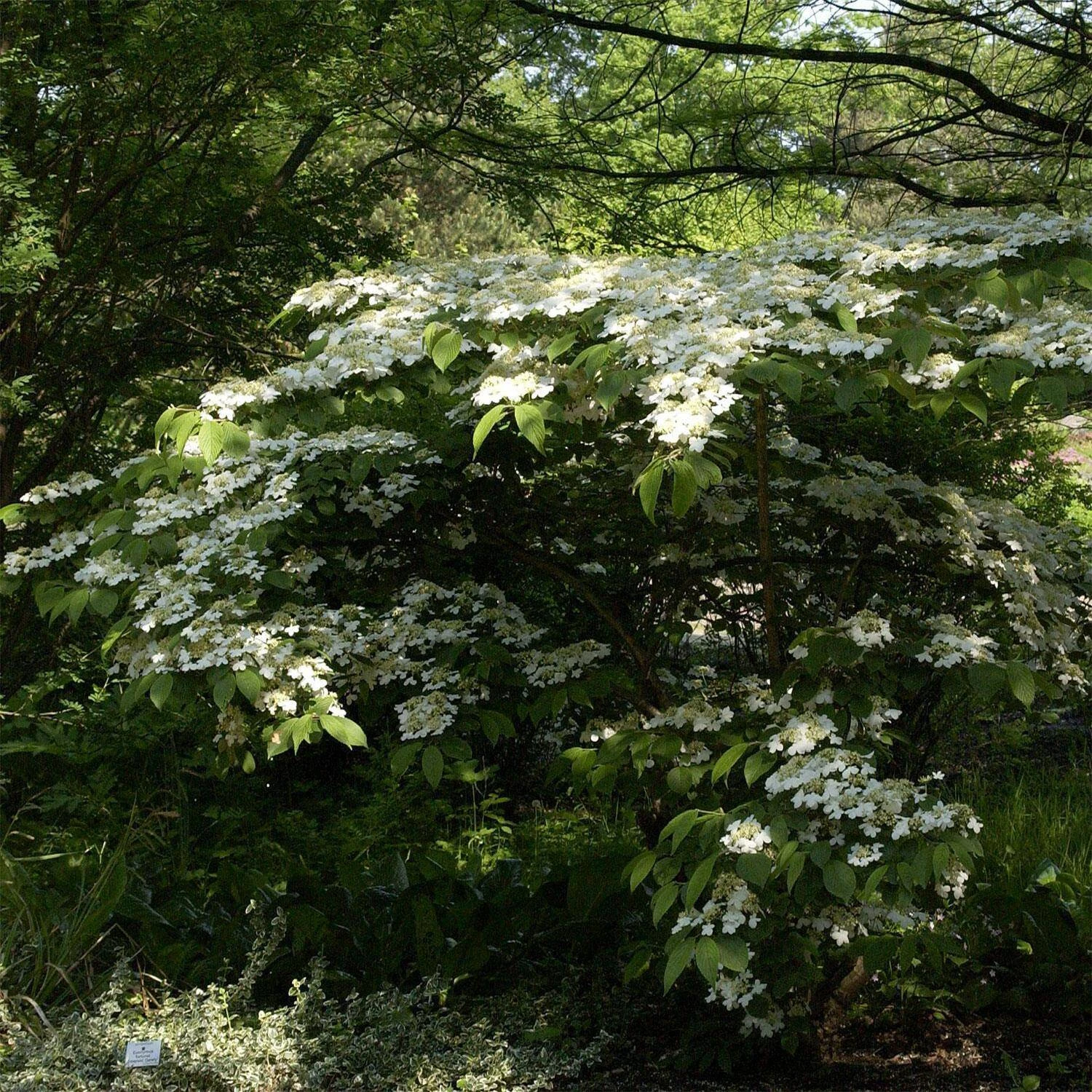 Viburnum Plicatum 'Mariesii' 1 Viburnum Plicatum 'Mariesii'