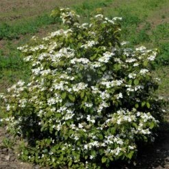 Viburnum Plicatum 'Watanabe'