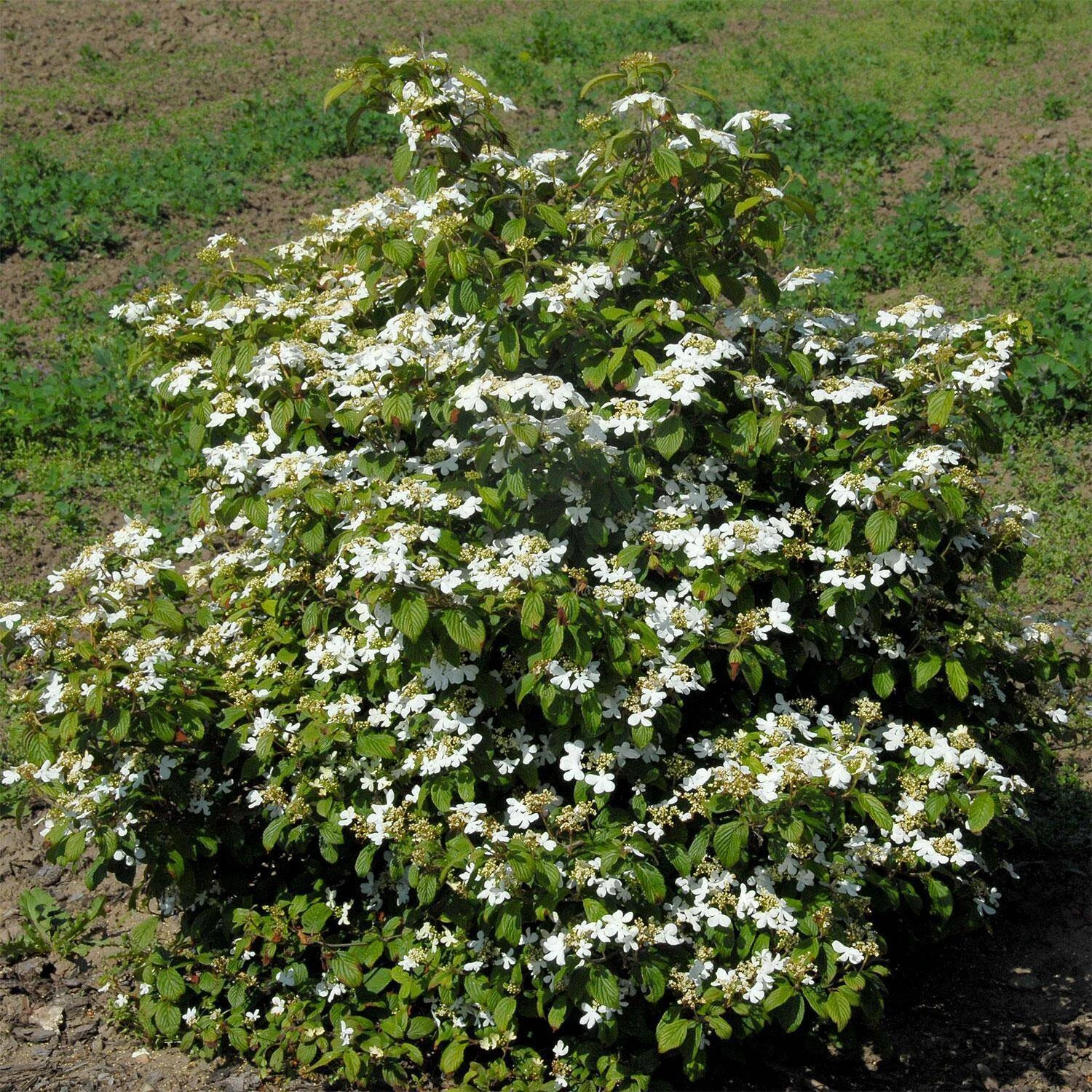 Viburnum Plicatum 'Watanabe' 1 Viburnum Plicatum 'Watanabe'