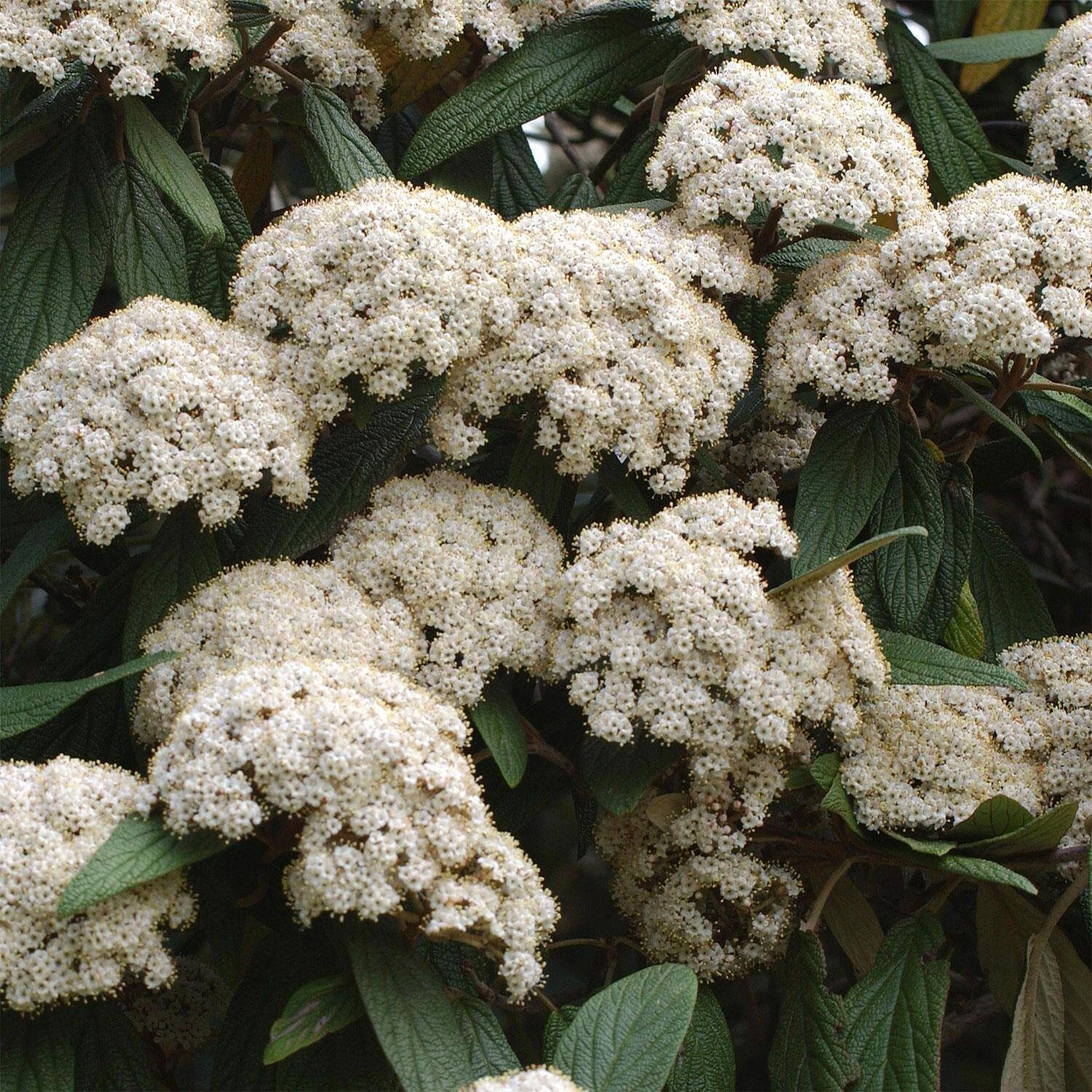 Viburnum Rhytidophyllum 1 Viburnum Rhytidophyllum