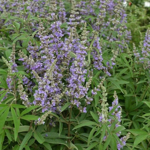Vitex Agnus-castus Latifolia 4 Vitex Agnus-castus Latifolia -Seeds and Fertilizers Geschäft vitex agnus castus latifolia 1