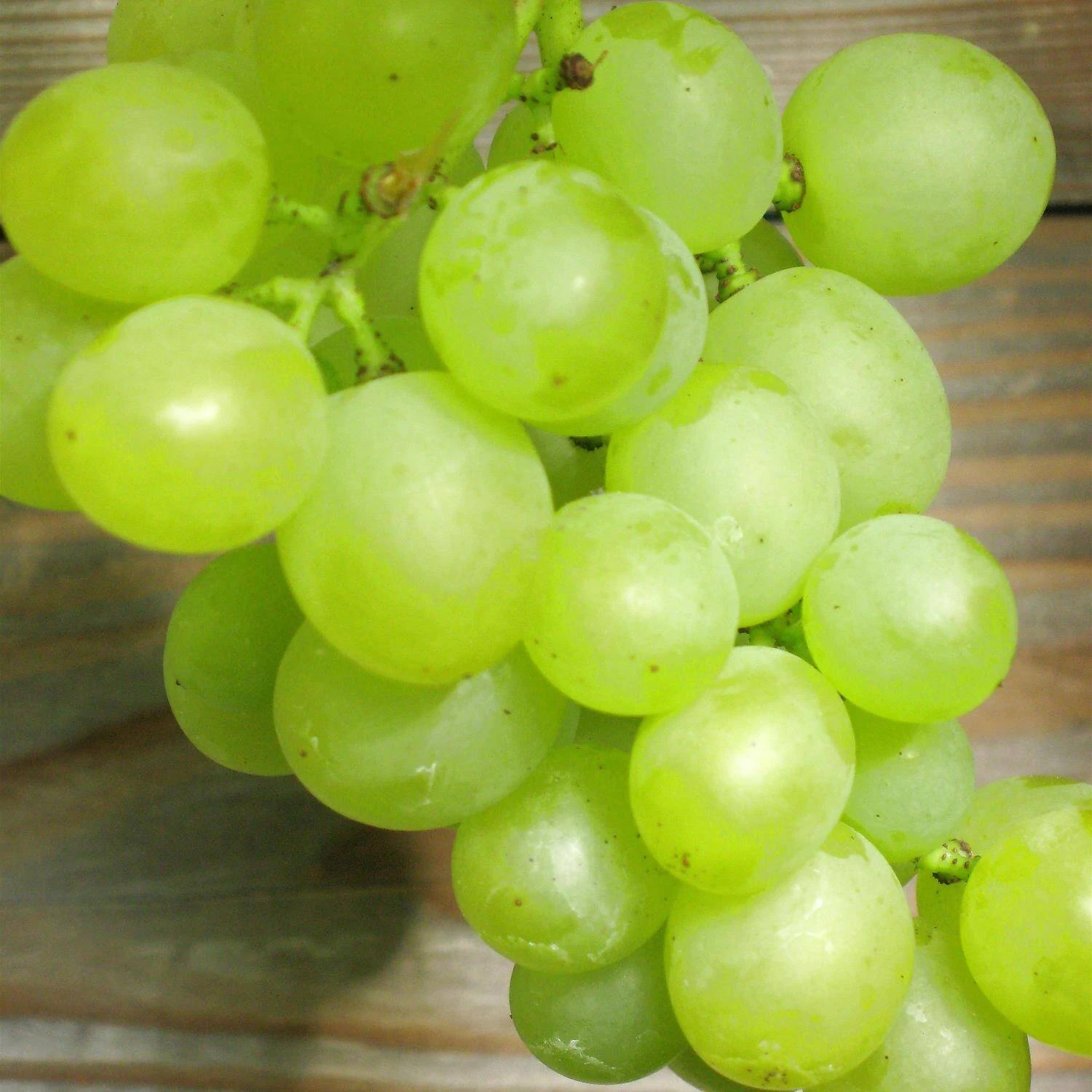 Vitis 'Bianca' 1 Vitis 'Bianca'