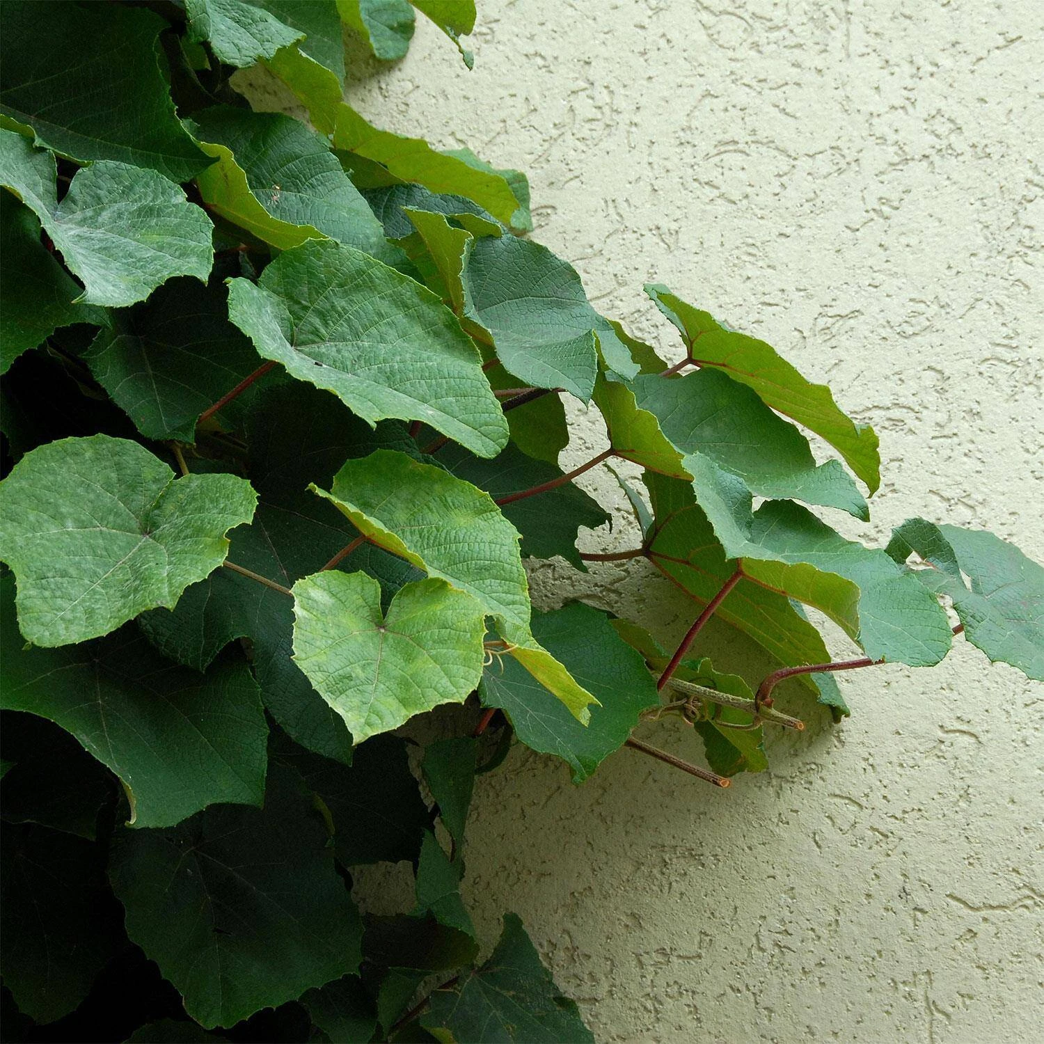 Vitis Coignetiae 1 Vitis Coignetiae