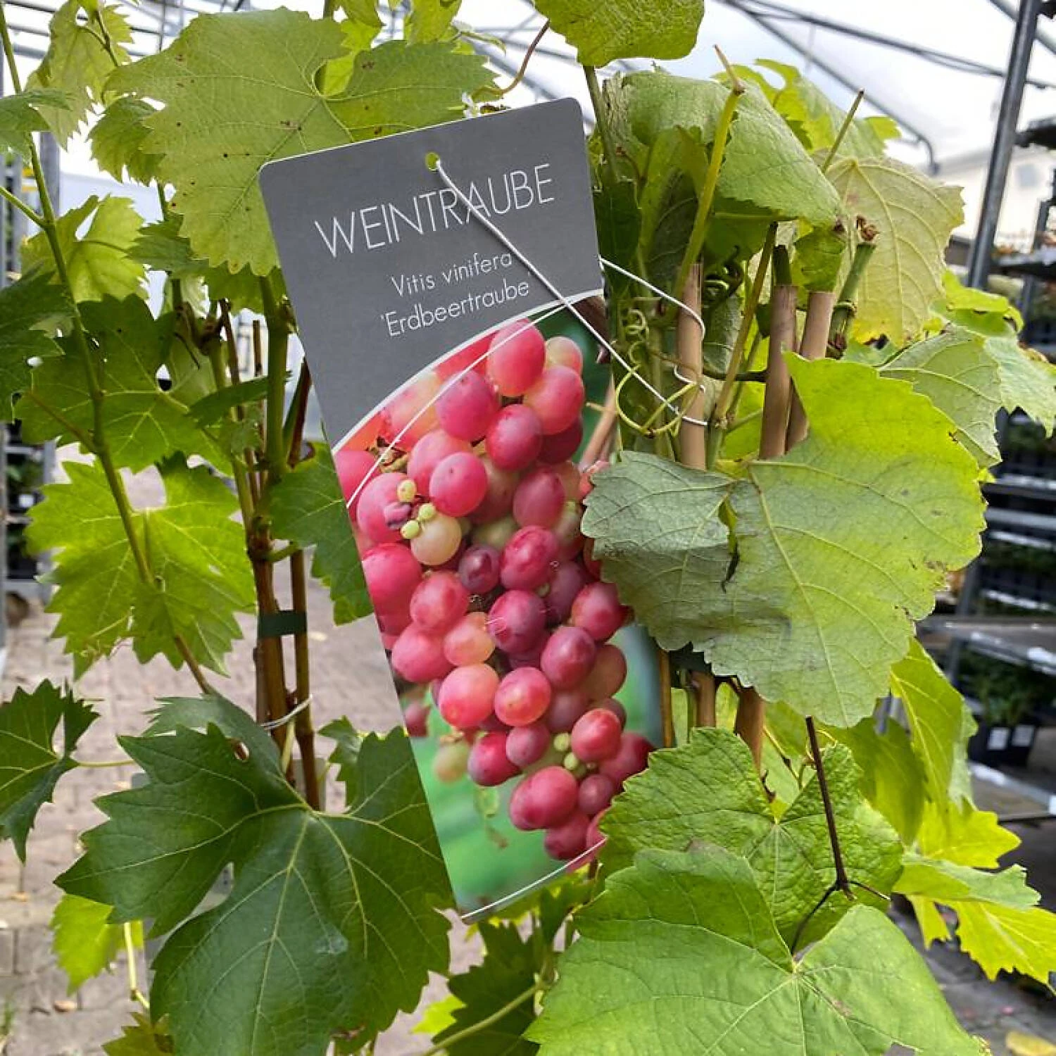 Vitis 'Erdbeertraube Isabella' 1 Vitis 'Erdbeertraube Isabella'