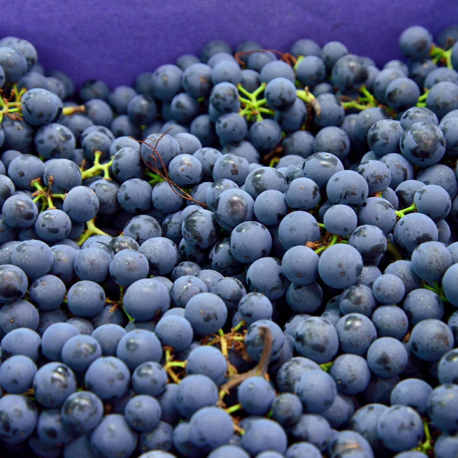 Vitis 'Regent' 1 Vitis 'Regent'