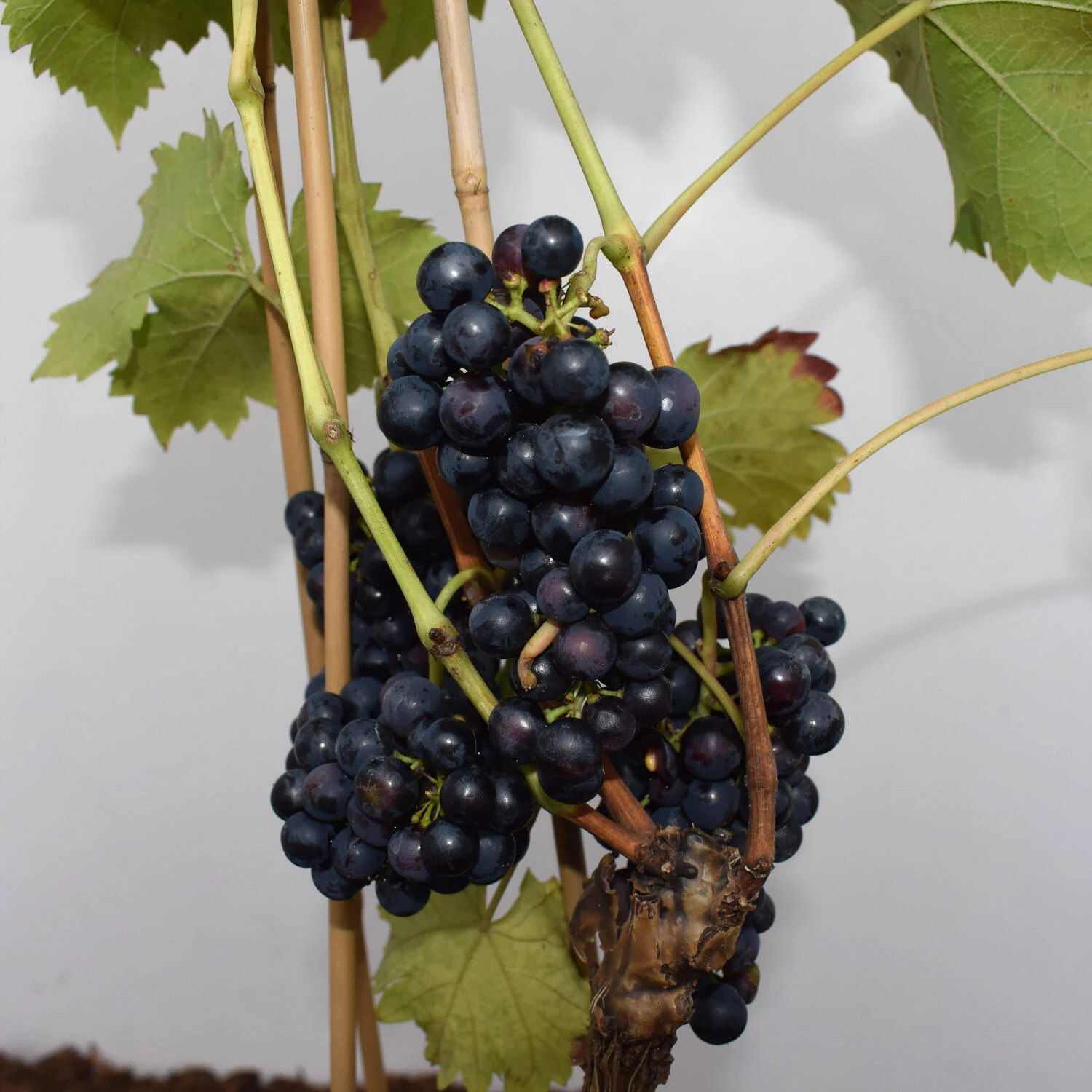 Vitis 'Regent' 2 Vitis 'Regent' – Bild 2