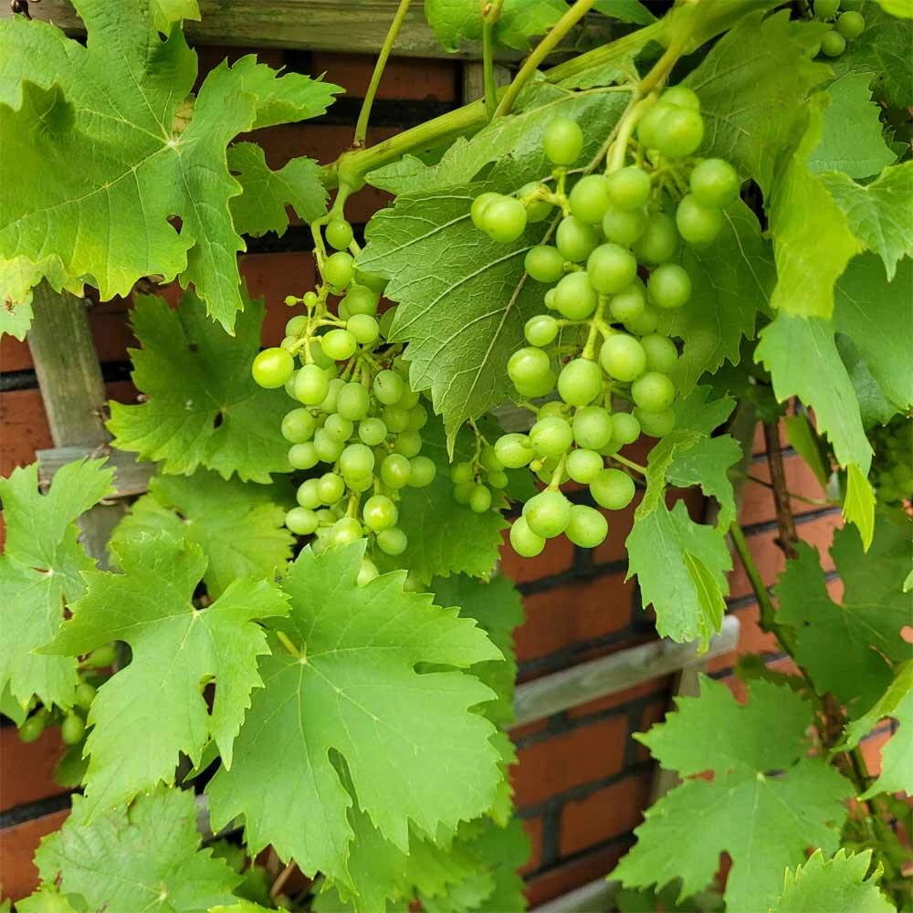 Vitis 'Solaris' 1 Vitis 'Solaris'