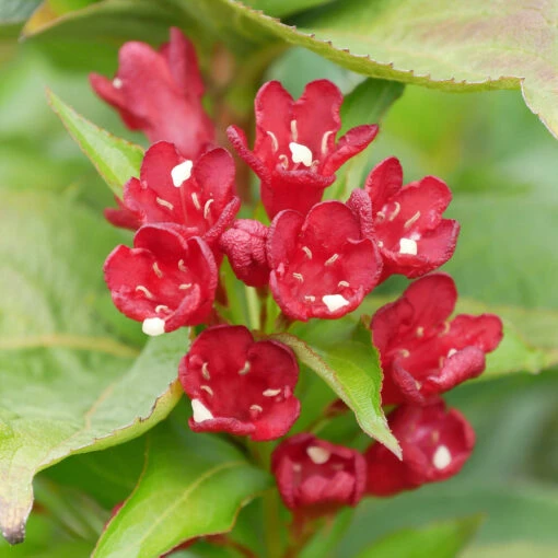 Weigela Florida 'Cherry Love' -Seeds and Fertilizers Geschäft weigela florida cherry love