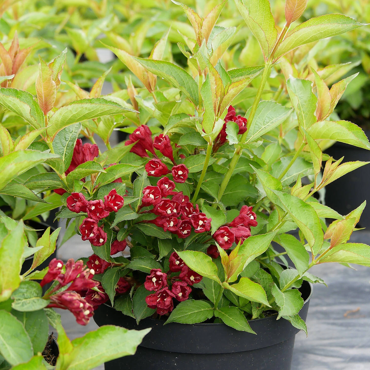 Weigela Florida 'Cherry Love' 2 Weigela Florida 'Cherry Love' – Bild 2