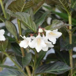 Weigela Florida 'Ebony And Ivory'