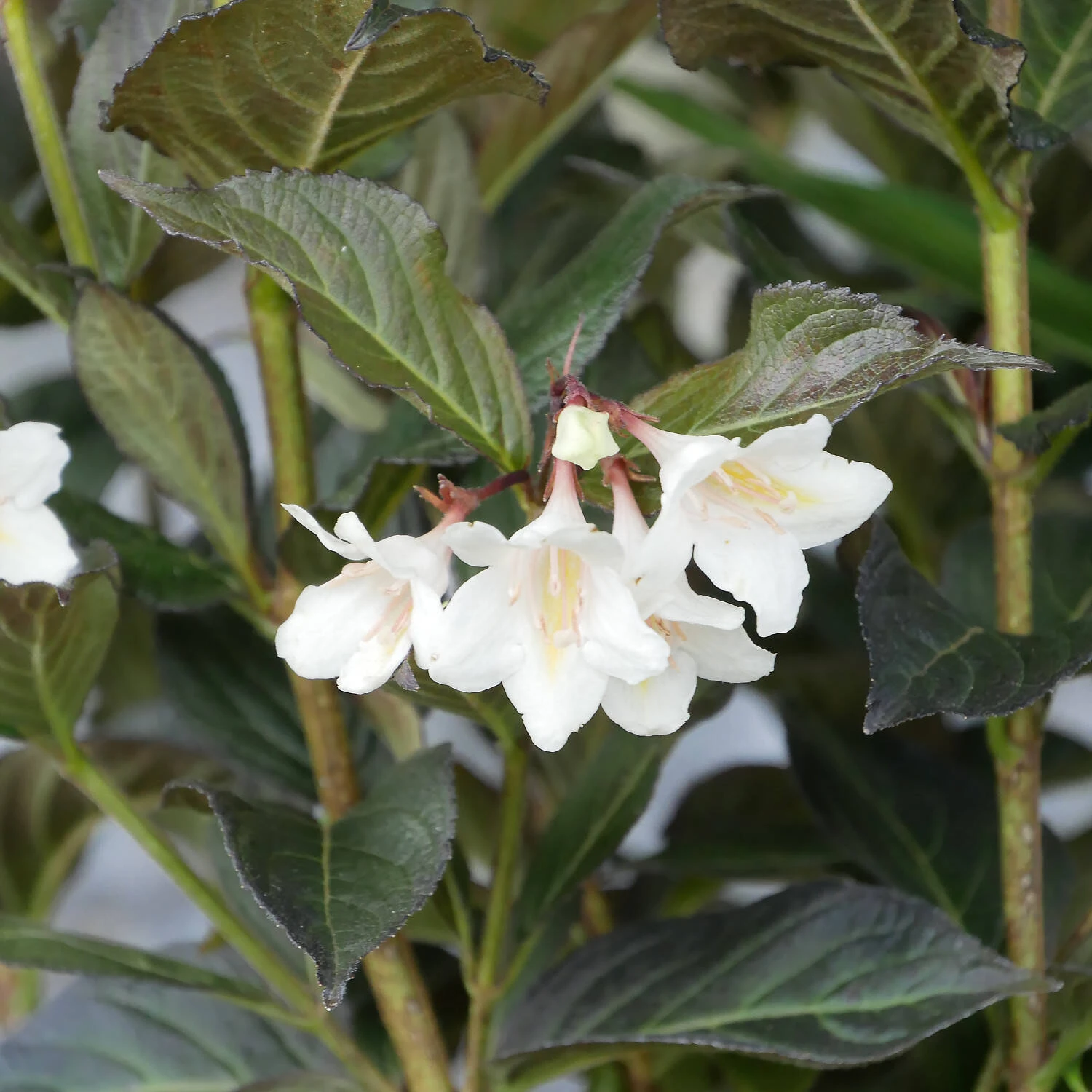 Weigela Florida 'Ebony And Ivory' 1 Weigela Florida 'Ebony And Ivory'