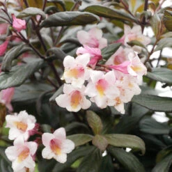 Weigela Florida 'Vintage Love'