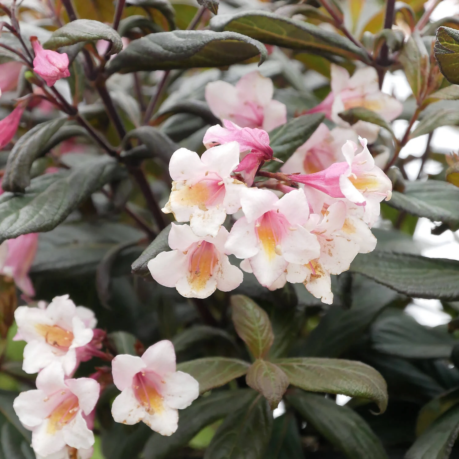 Weigela Florida 'Vintage Love' 1 Weigela Florida 'Vintage Love'