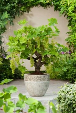 Weinrebe / Vitis Vinifera Bonsai 11 Weinrebe / Vitis Vinifera Bonsai -Seeds and Fertilizers Geschäft weinrebe vitis vinifera bonsai hoehe mit topf 40 60cm 5