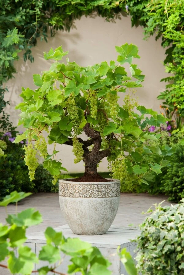 Weinrebe / Vitis Vinifera Bonsai 6 Weinrebe / Vitis Vinifera Bonsai – Bild 6