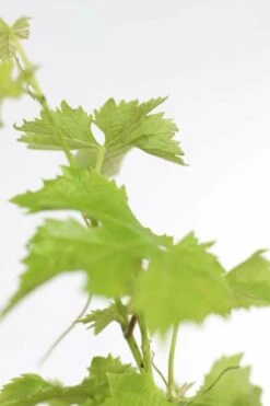 Weinrebe / Vitis Vinifera Stock 10 Weinrebe / Vitis Vinifera Stock -Seeds and Fertilizers Geschäft weinrebe vitis vinifera stock hoehe mit topf 80 100cm 4