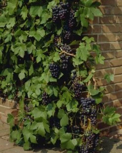 Weinrebe / Vitis Vinifera Stock 11 Weinrebe / Vitis Vinifera Stock -Seeds and Fertilizers Geschäft weinrebe vitis vinifera stock hoehe mit topf 80 100cm 5