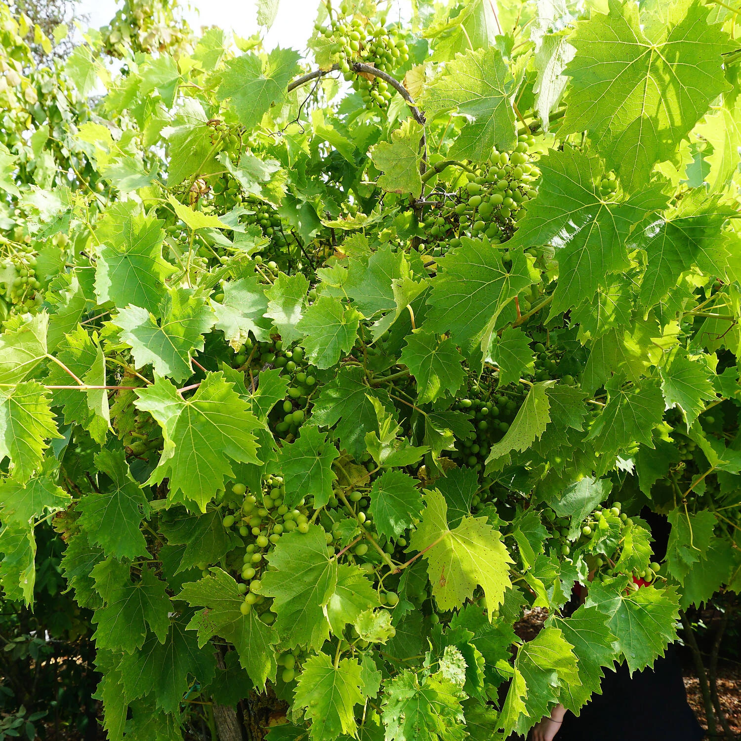 Vitis 'Muskateller' 1 Vitis 'Muskateller'