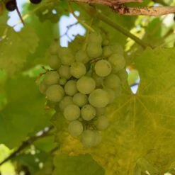 Vitis 'Muskateller' 5 Vitis 'Muskateller' -Seeds and Fertilizers Geschäft weintraube tafeltraube muskateller online bestellen3