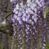 Wisteria Floribunda 'Blue Dream'