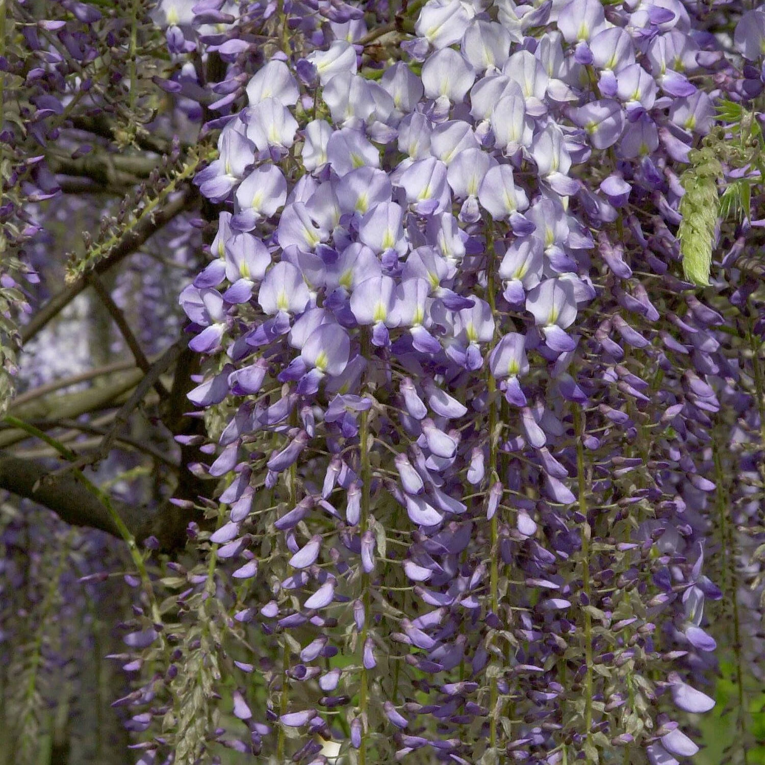 Wisteria Floribunda 'Blue Dream' 1 Wisteria Floribunda 'Blue Dream'