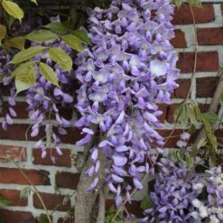 Titelseite 34 Wisteria Floribunda