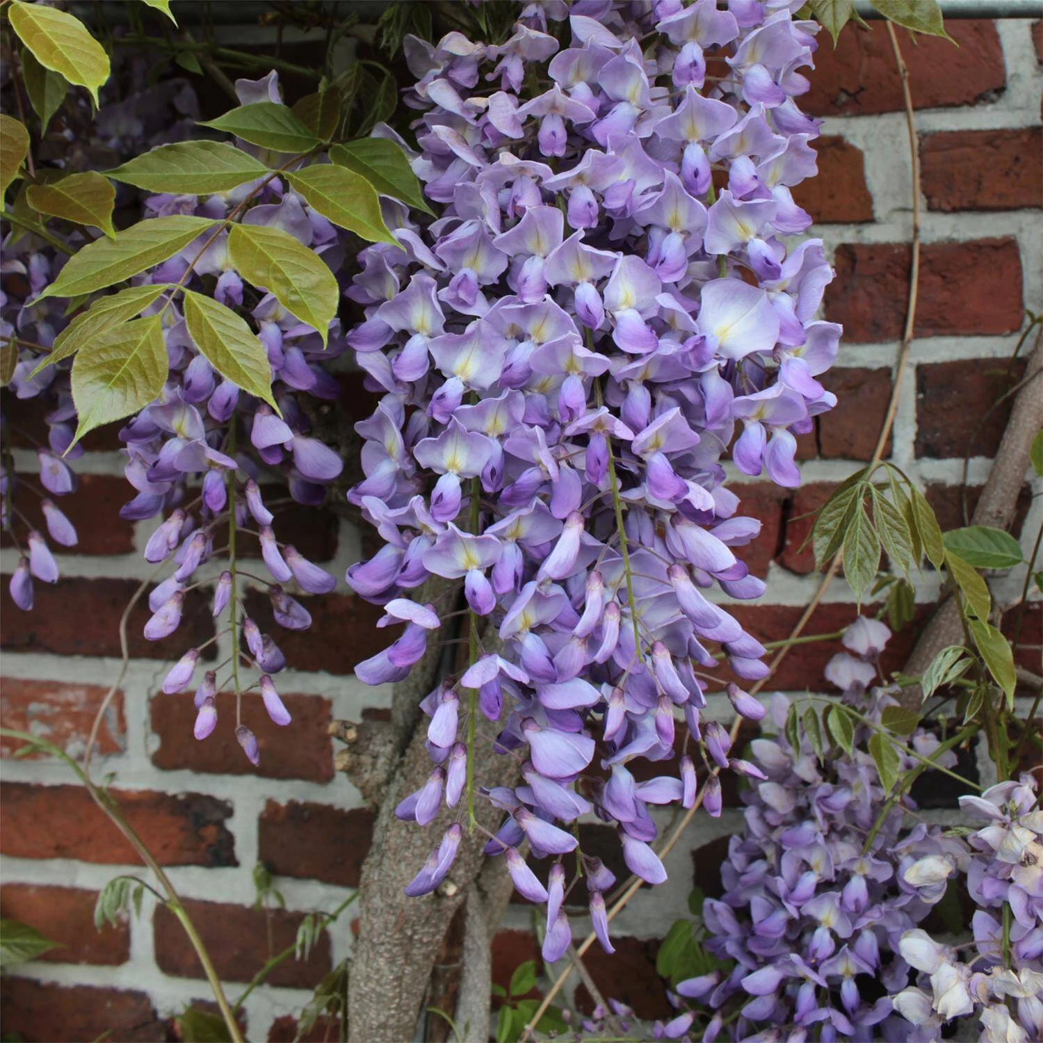 Wisteria Floribunda 1 Wisteria Floribunda