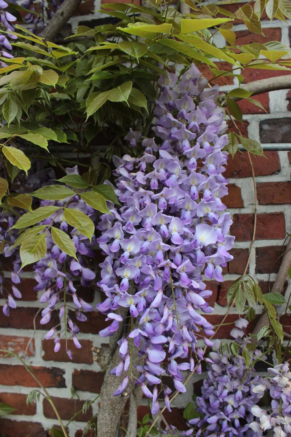 Wisteria Floribunda 2 Wisteria Floribunda – Bild 2