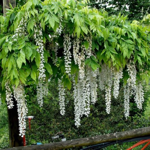 Wisteria Floribunda 'Longissima Alba' -Seeds and Fertilizers Geschäft wisteria floribunda longissima alba edelblauregen